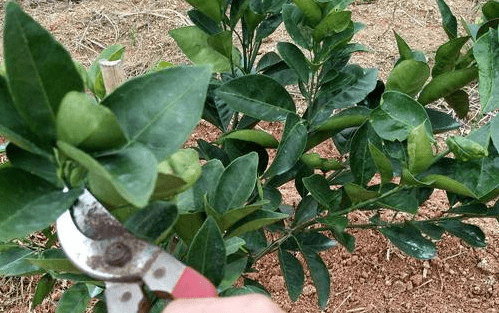 脐橙早衰怎么办?六大防治措施一定要做好