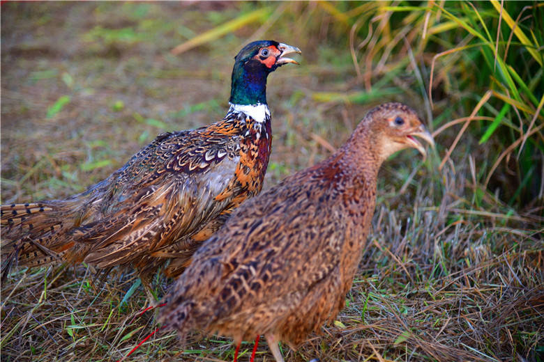 广州增城稻田发现山鸡,它们也从山里跑到城市分享丰收