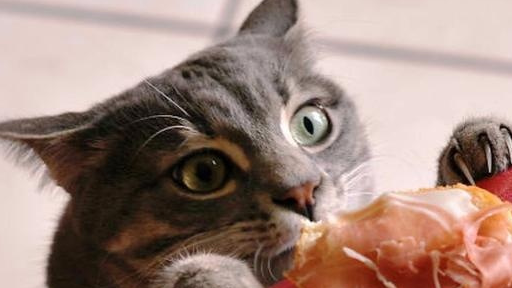 猫不能吃五种食物，严重者可，不喂