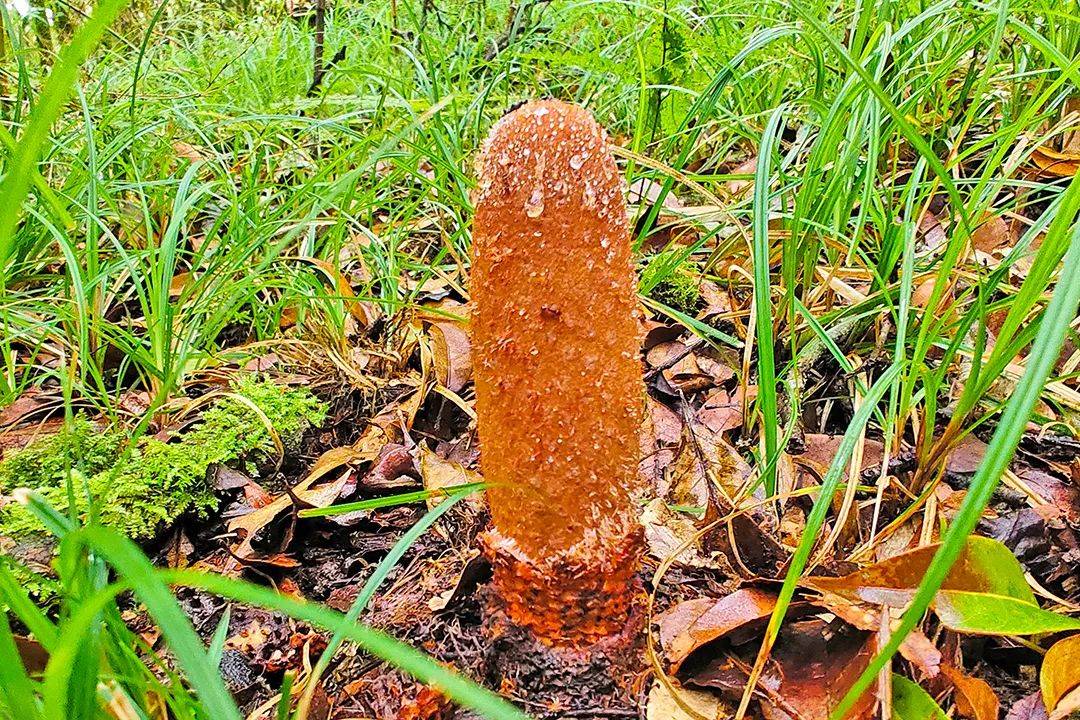 昌宁发现国家二级保护植物锁阳_物种_巡护_鳞片