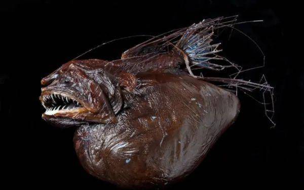 这么奇葩的动物交配姿势,还是第一次听说_鮟鱇_寄生_因为