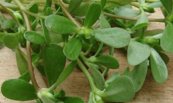 加马齿苋,一宝,白发变黑,如果坚持半个月,身体也会出现令人惊奇的变化