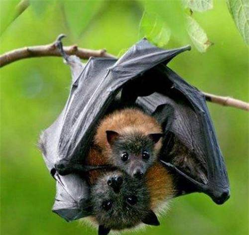 1.25亿年的化石揭开神秘面纱,专家:怎么下得去口_病毒_哺乳动物_进化