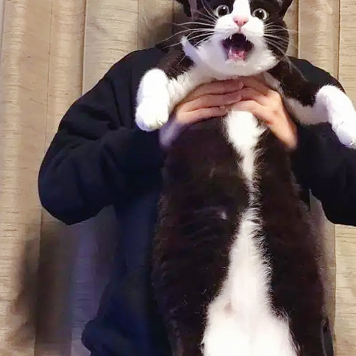 养了一只“黑猫警长”,这奶牛猫的破坏力堪比二哈! 养了一只“黑猫警长”,这奶牛猫的破坏力堪比二哈!