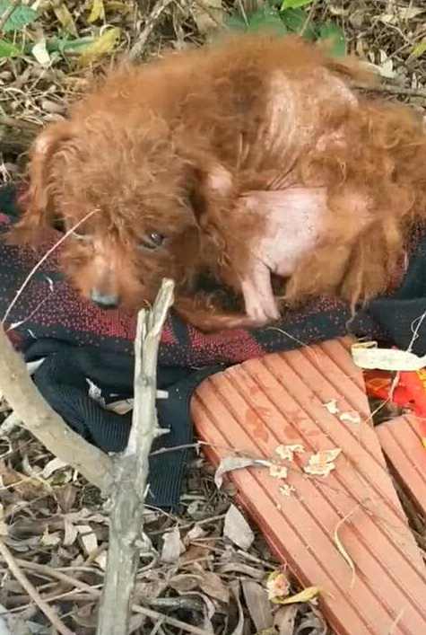 狗叫声越来越虚弱了,网友心软了,就循着声音走了过去.