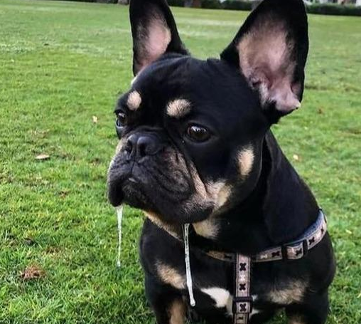 比如一些嘴型比较宽,比较大的狗狗就很爱流口水,如:伯恩山犬,英国斗牛