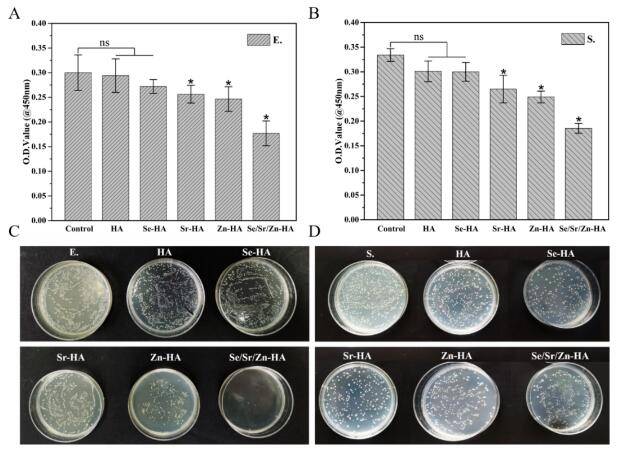 ha,se-ha,sr-ha,zn-ha和se/sr/zn-ha浸提液与细菌共培养24小时的抗菌