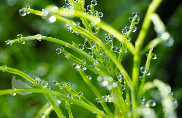 原创            寒露节气的特点和风俗