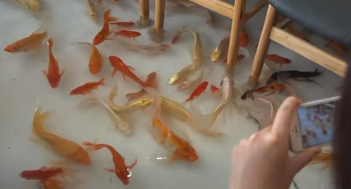 23岁小伙开“锦鲤”咖啡馆，边喝咖啡边做鱼疗，就怕客人脚太味！