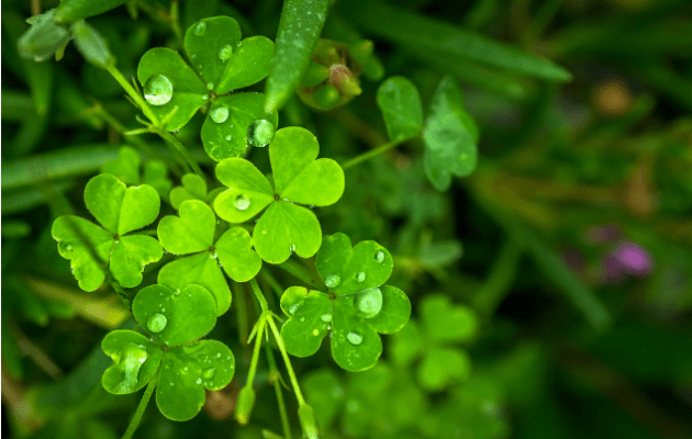 原创            寒露节气的特点和风俗