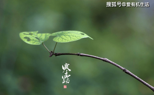 原创            寒露节气特点和风俗，寒露有什么吉祥寓意