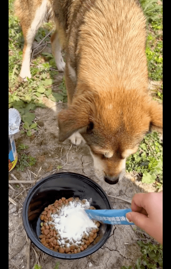 流浪狗妈赌上性命求助宝妈,好心喂养却遭住户举报,叫来城管抓它 流浪狗妈赌上性命求助宝妈,好心喂养却遭住户举报,叫来城管抓它