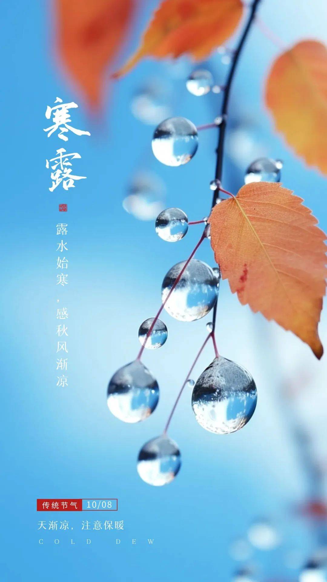 原创            今日寒露 寒露文案 寒露节气海报 寒露图片分享 中国传统二十四节气