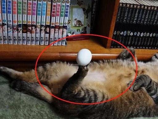 猫咪睡醒看到爪上一颗蛋，瞬间懵了：铲屎官你又给我弄什么玩意儿 
