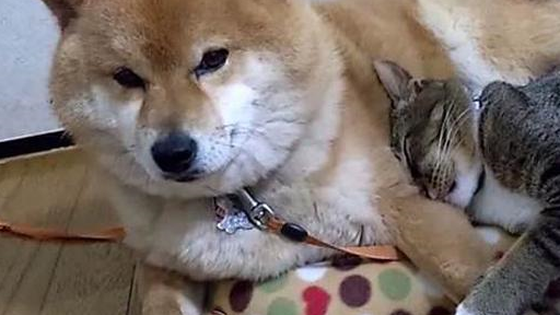 在沙发上睡得正香的柴犬,被黑猫无情挤兑 在沙发上睡得正香的柴犬,被黑猫无情挤兑
