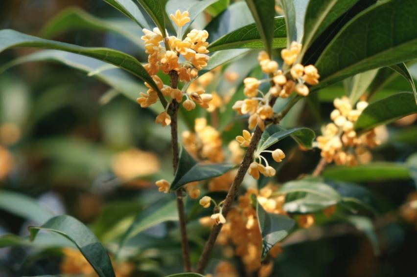 桂花飘香,秋意浓:一缕芬芳,一份思念_香气_花朵_文化