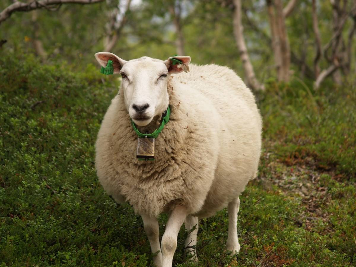 羊尿道结石怎么治疗?本文为你讲解_进行_方法_尿液