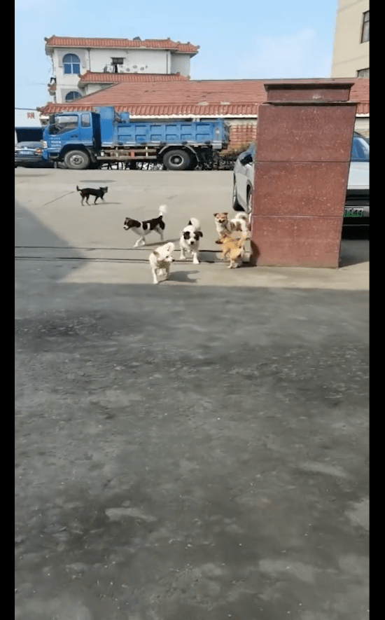 喂了几次流浪狗后,它竟带着朋友一起来讨食!狗:给我点面子哦! 喂了几次流浪狗后,它竟带着朋友一起来讨食!狗:给我点面子哦!