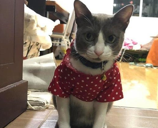 奶奶起初嫌烦抗拒养猫,可奶猫在家一周后,已经做起了猫用花衣裳 奶奶起初嫌烦抗拒养猫,可奶猫在家一周后,已经做起了猫用花衣裳
