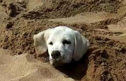 带拉布拉多回老家生活了2天，死活不愿意走