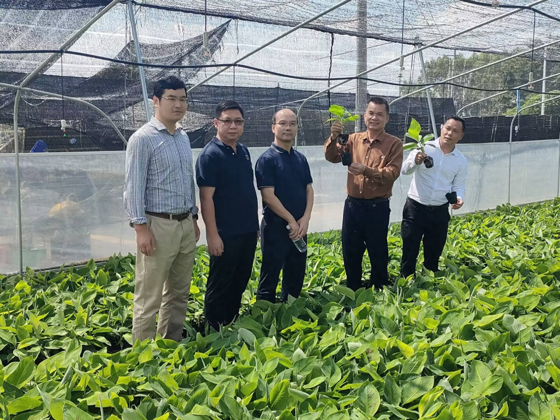 南宁泰丰植物组培苗繁育基地获"桂蕉9号"品种技术独家使用权_香蕉