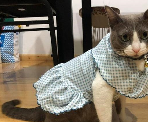 奶奶起初嫌烦抗拒养猫,可奶猫在家一周后,已经做起了猫用花衣裳 奶奶起初嫌烦抗拒养猫,可奶猫在家一周后,已经做起了猫用花衣裳