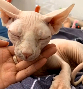 金毛祸祸了藏獒,田园猫祸祸了无毛猫,只是爱情的结晶 金毛祸祸了藏獒,田园猫祸祸了无毛猫,只是爱情的结晶