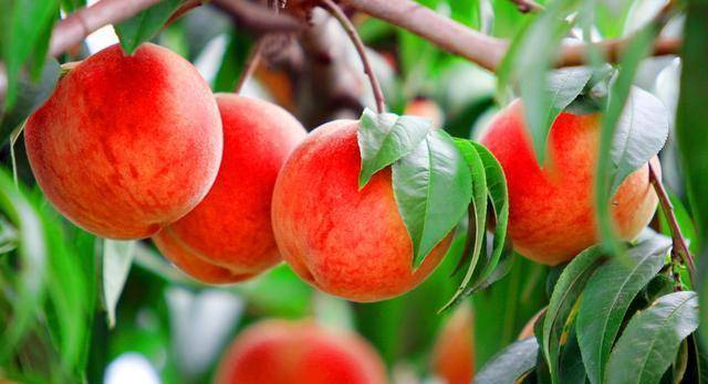 《西游记》蟠桃园的来历是什么?在现实生活中是否有它的原型呢?