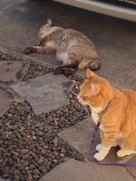 台风侵袭之日,自家胖橘猫竟带好朋友回家避难…… 台风侵袭之日,自家胖橘猫竟带好朋友回家避难……