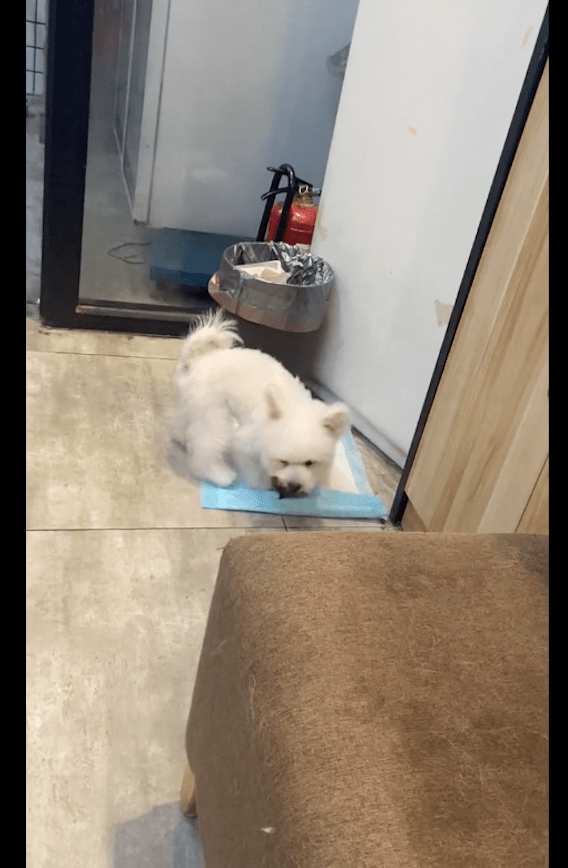 家里进了一只大飞蛾,勇敢狗狗咬住它向主人炫耀:别怕,我抓住了 家里进了一只大飞蛾,勇敢狗狗咬住它向主人炫耀:别怕,我抓住了