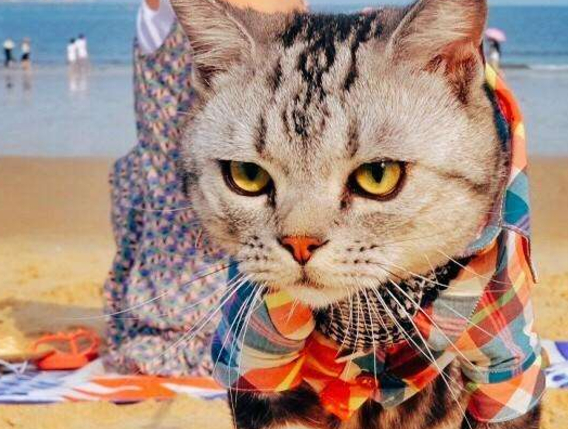 这猫第一次去海边,眼都睁大了,这么大大的“猫砂盆” 这猫第一次去海边,眼都睁大了,这么大大的“猫砂盆”