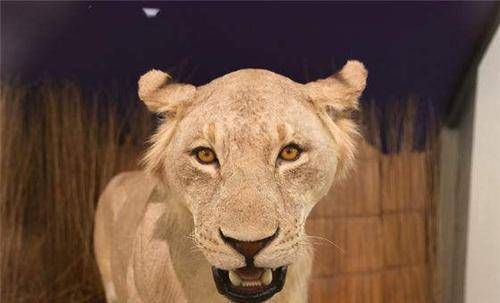 两头令人闻风丧胆的食人雄狮:进化到没有鬃毛,一年吃了135人_查沃