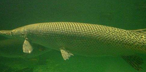 的鱼无故消失,热心居民抽水捉怪兽,发现是古代活化石_火箭_白金_幽灵