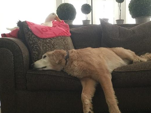 南京神犬“小七”火了：捡了一部手机，救了一条人命 