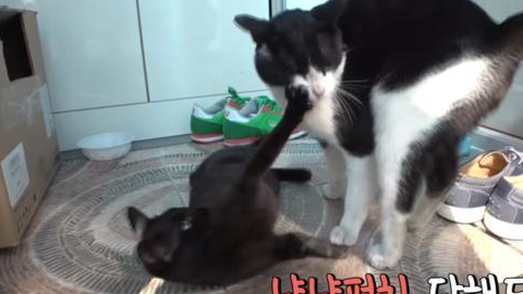 “痴情”猫为爱2次离家出走,8小时走了8000米,只为陪在伴侣身边 “痴情”猫为爱2次离家出走,8小时走了8000米,只为陪在伴侣身边