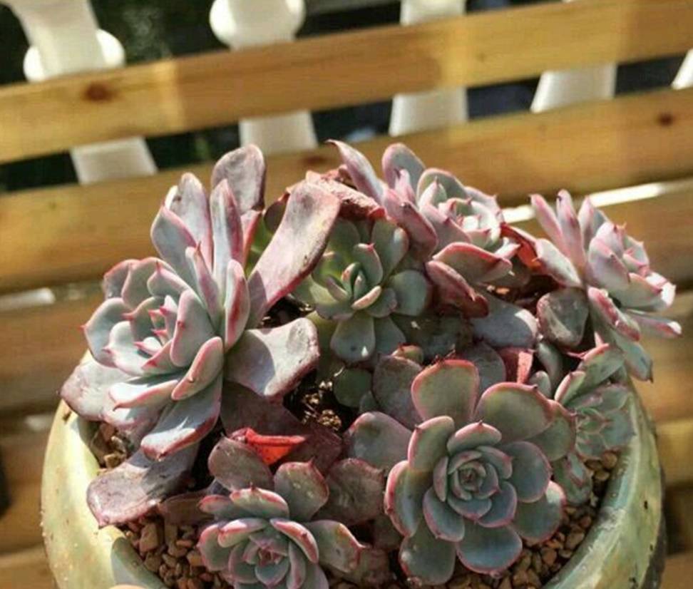 多肉植物劳伦斯,如何养出粉红色_叶片_日照_状态