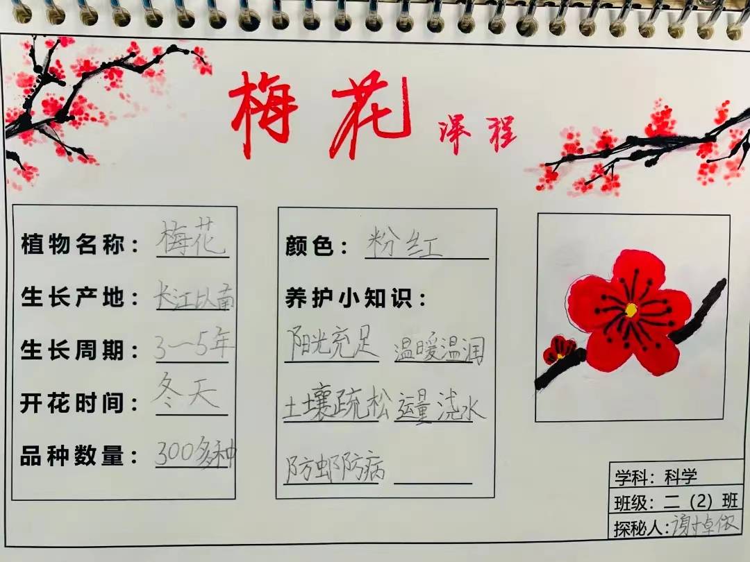观察日记植物梅花300字(观察日记植物梅花300字三年级)