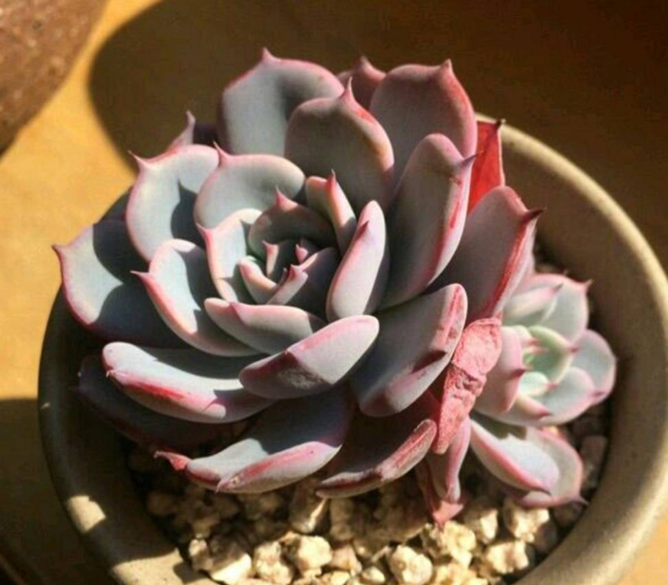 多肉植物劳伦斯,如何养出粉红色_叶片_日照_状态