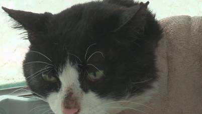 心疼！这只流浪猫腿部严重骨折，众人齐心协力救援！ 