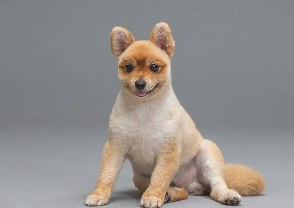 男童被狗咬狂犬病发作学狗叫?网友:漫威电影了解一下…… 男童被狗咬狂犬病发作学狗叫?网友:漫威电影了解一下……