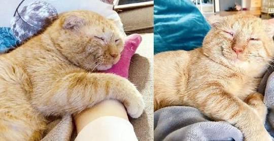 房东禁止养猫,她于是将猫咪照片发出去,猫咪的颜值让房东秒妥协 房东禁止养猫,她于是将猫咪照片发出去,猫咪的颜值让房东秒妥协