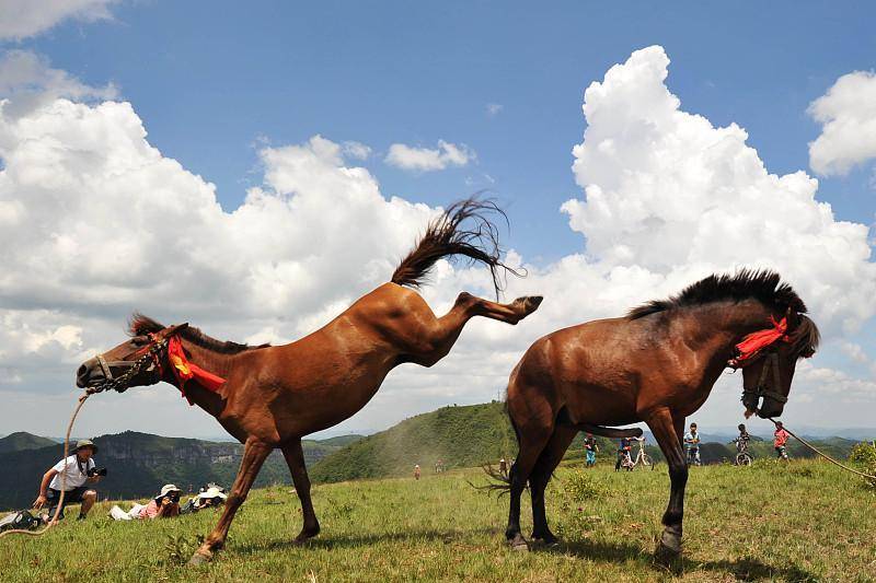 什么?贵州不仅产战马,这里还一度是古代中国骑兵战马的主要来源_水西_