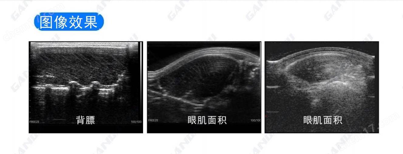 面積測定儀超聲圖像獸用b超背膘儀眼肌測定儀驗懷孕母豬背膘厚度在 10