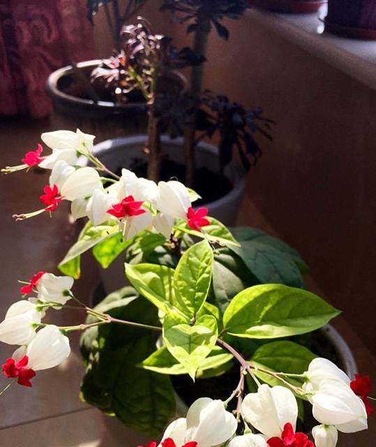 插枝就能活,观赏价值高,花期超长,还可做盆景_宝塔_珍珠_盆栽