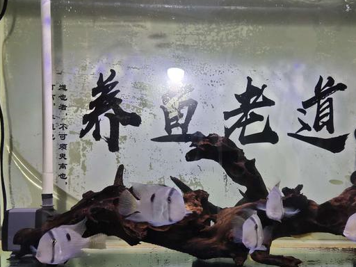 奉劝各位鱼友,鱼缸里出现蛋白虫,不要再去下药了_观赏鱼_问题_文章