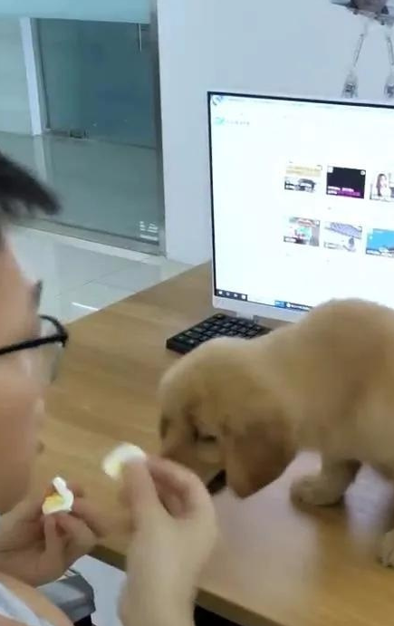 从狗嘴里抢鸡蛋?这是个残忍的人,铲运工:那是我的午餐 从狗嘴里抢鸡蛋?这是个残忍的人,铲运工:那是我的午餐