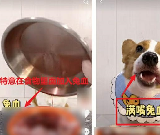 做不了吃播怎么办?宠物被迫营业:逼狗吃3斤牛心,喝辣椒流泪 做不了吃播怎么办?宠物被迫营业:逼狗吃3斤牛心,喝辣椒流泪