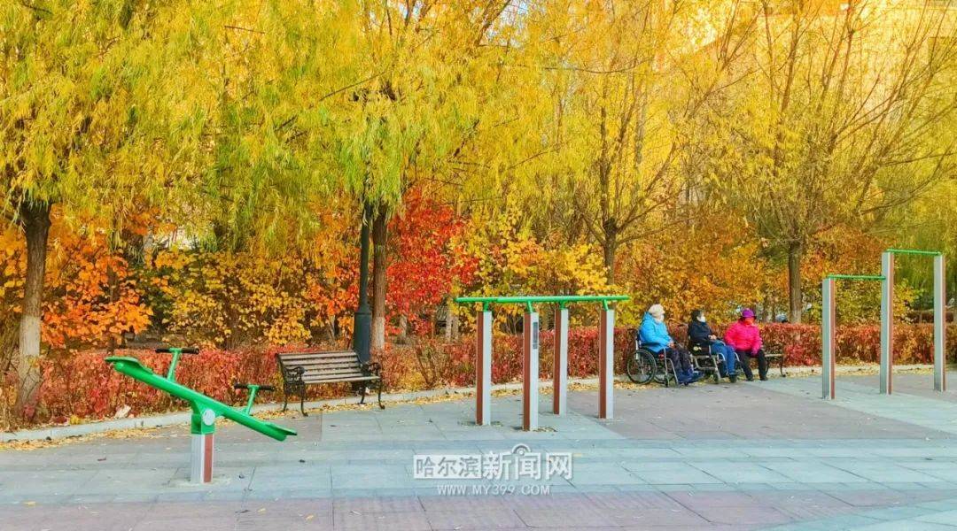 金叶复叶槭最新价格走势