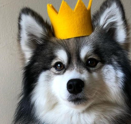 当哈士奇遇上博美,到底叫哈士美还是博士奇?可爱和逗比谁更强?