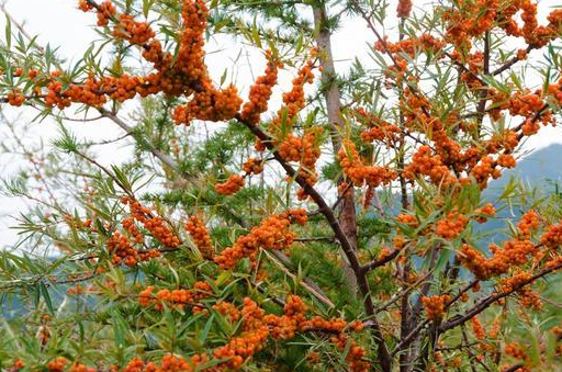 "沙漠三宝"之首,叶子可做茶,果实维生素c含量是猕猴桃的3倍_沙棘_生活